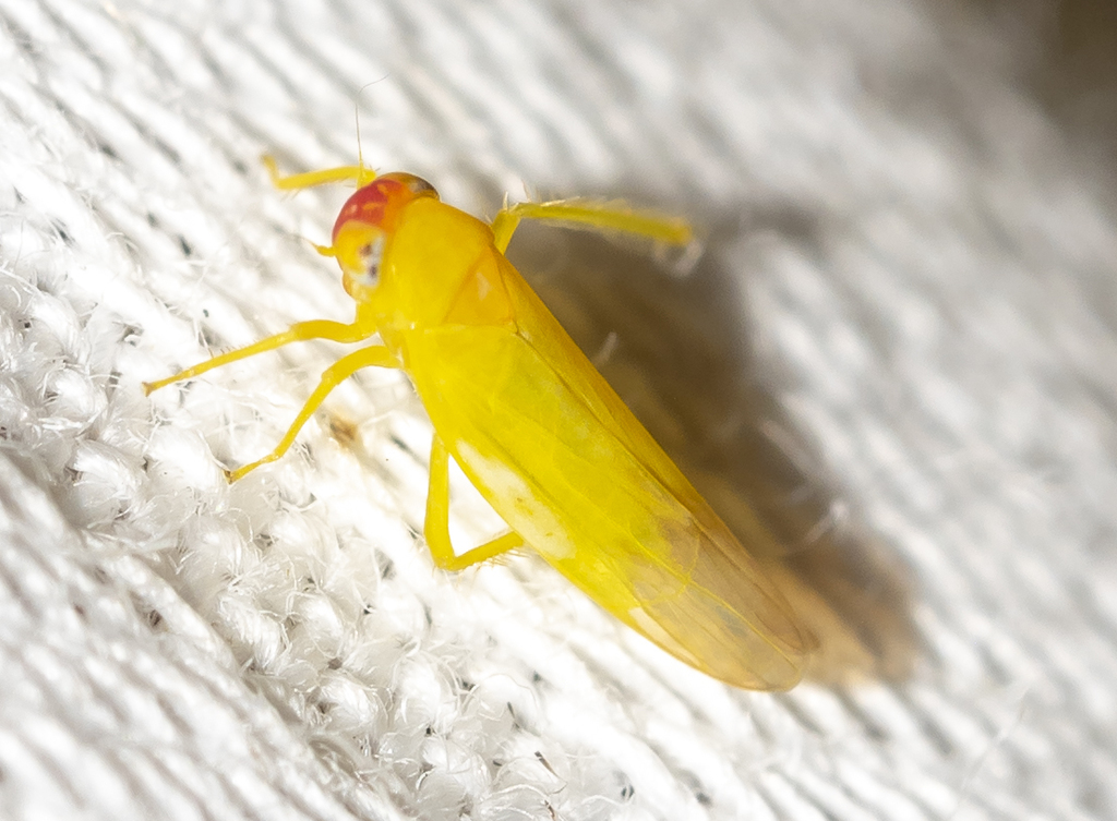 Alebra rubrafrons