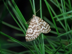 Heterothera serraria