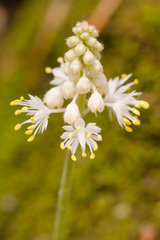 Tiarella