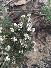Leucopogon glacialis