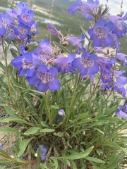 Penstemon gormanii