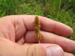 Carex annectens