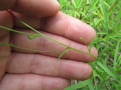 Polygala verticillata