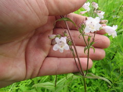 Penstemon laevigatus