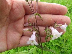 Penstemon laevigatus