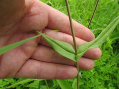 Penstemon laevigatus