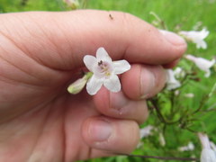 Penstemon laevigatus