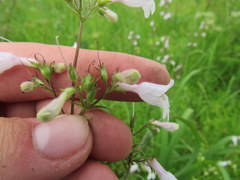 Penstemon laevigatus