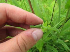 Penstemon laevigatus