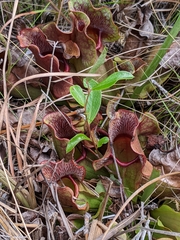 Sarracenia purpurea venosa