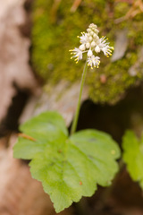 Tiarella