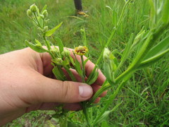 Helenium flexuosum