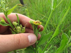 Helenium flexuosum