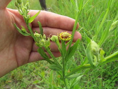 Helenium flexuosum