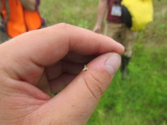 Eleocharis wolfii
