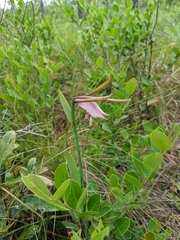 Cleistesiopsis