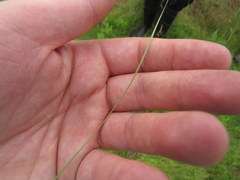 Eleocharis wolfii