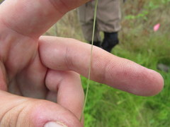 Eleocharis wolfii