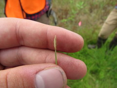 Eleocharis wolfii