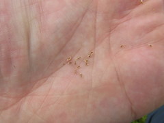 Eleocharis wolfii