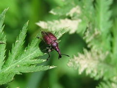 Rhynchites auratus