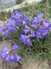 Penstemon gormanii