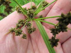 Scirpus georgianus