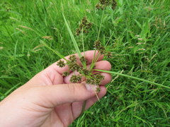 Scirpus georgianus