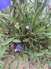Penstemon gormanii
