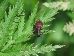 Rhynchites auratus