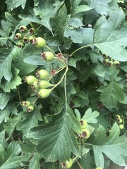 Crataegus monogyna