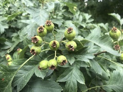 Crataegus monogyna