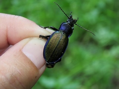 Carabus regalis regalis