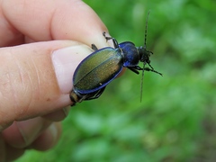 Carabus regalis regalis