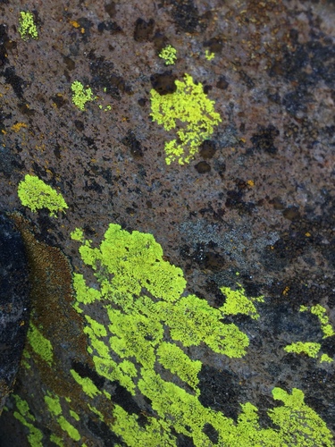 iNaturalist observation photo of splash-paint cobblestone lichen