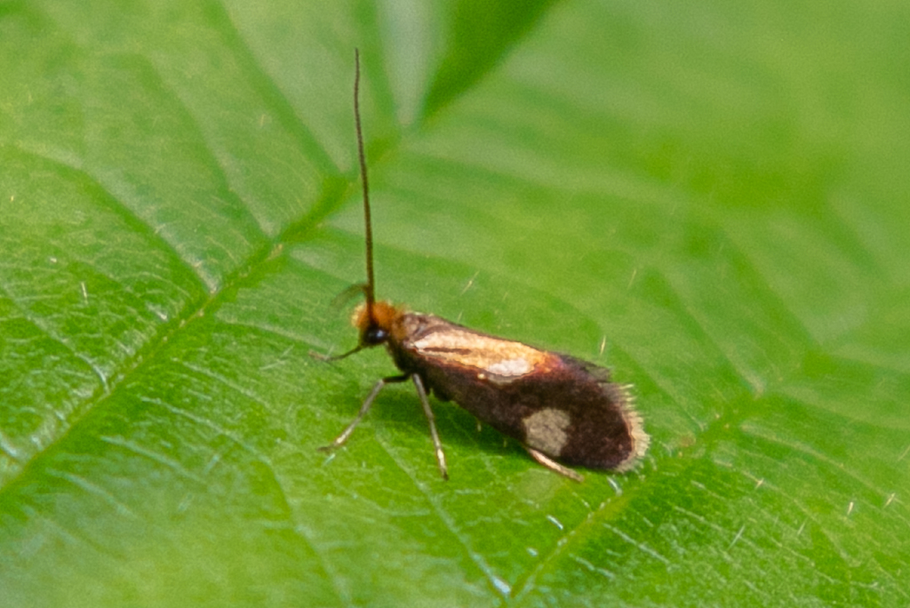 Epimartyria bimaculella