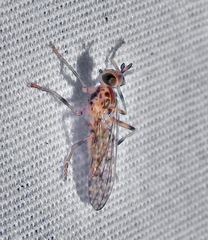 Boreothrinax maculipennis