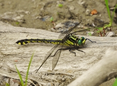 Gomphurus lineatifrons