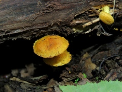 Pleuroflammula tuberculosa