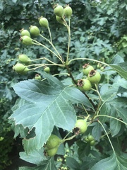 Crataegus monogyna