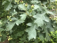 Crataegus monogyna
