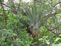 Tillandsia cucaensis