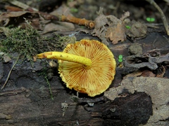 Pleuroflammula tuberculosa