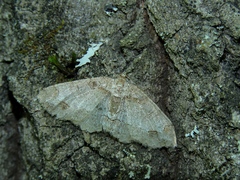 Paradarisa consonaria