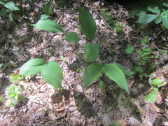 Convallaria pseudomajalis