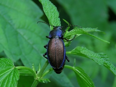 Carabus regalis