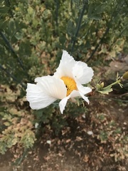 Romneya coulteri