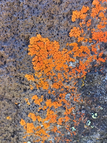 iNaturalist observation photo of Sunburst Lichens