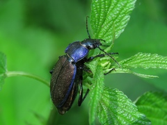 Carabus regalis