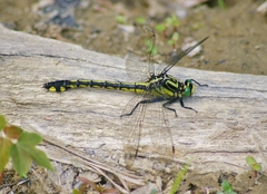 Gomphurus lineatifrons